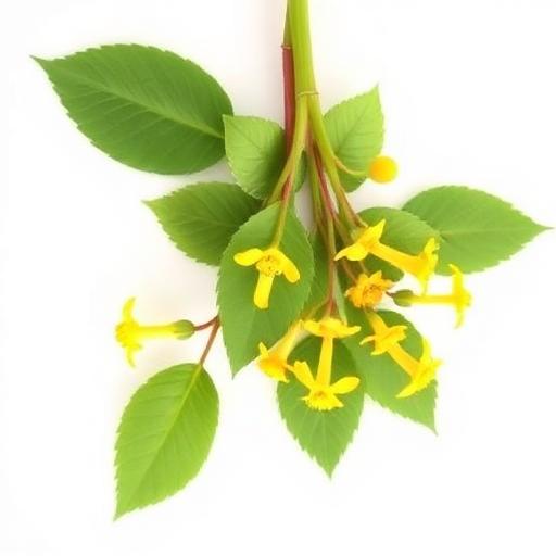 Horny Goat Weed